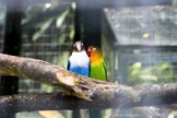 2840 Love Birds sm.JPG (86 KB)